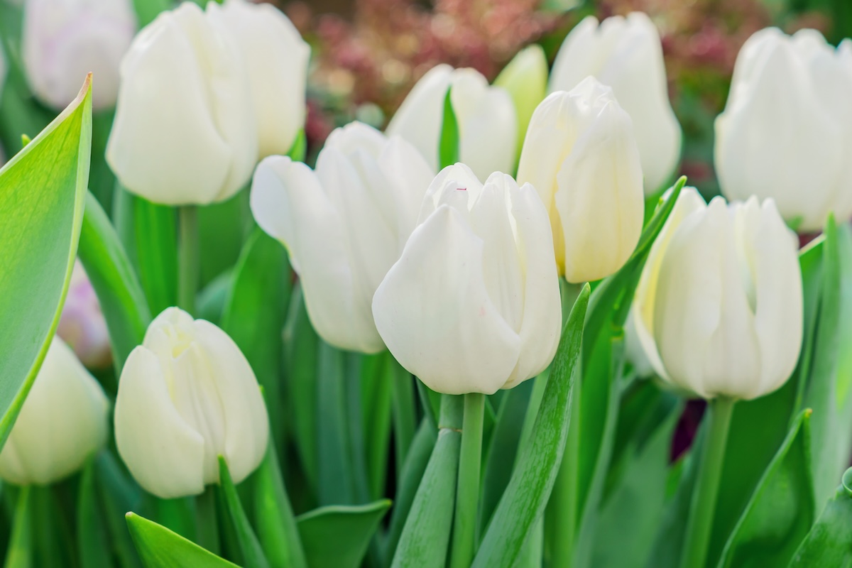 Close up of several white tulips.