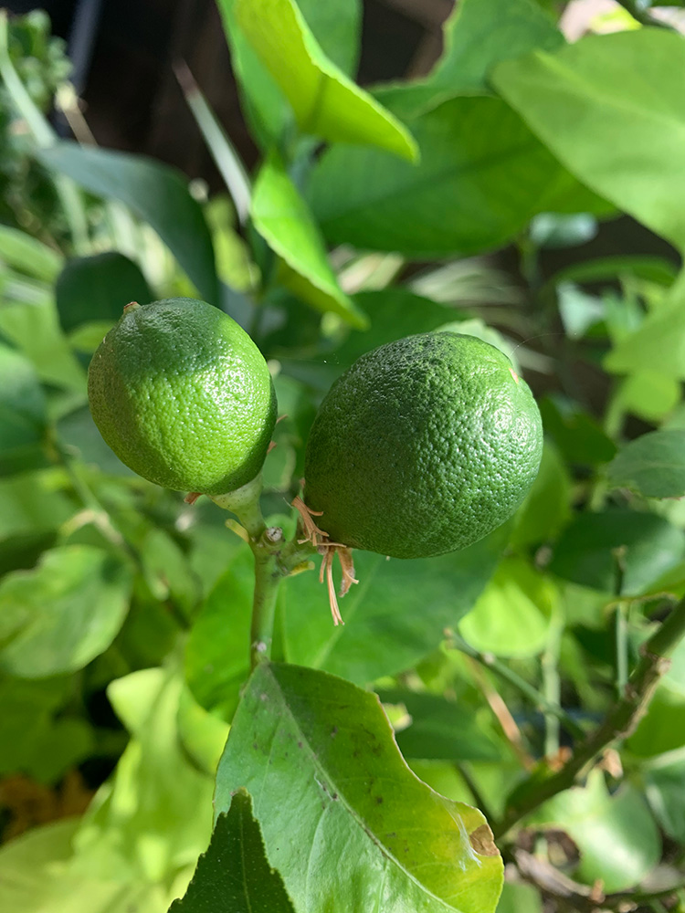 Close up of two green lemons on a tree.