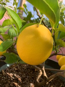 Close up of a yellow lemon on a lemon plant.