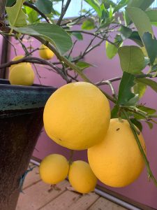 Close up of multiple lemons of various sizes on a lemon tree plant inside a Yoderbilt Greenhouse.