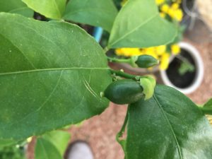 Close up of a small green lemon on a plant.