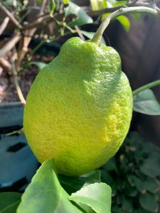 Close up of a lemon turning yellow on a plant.