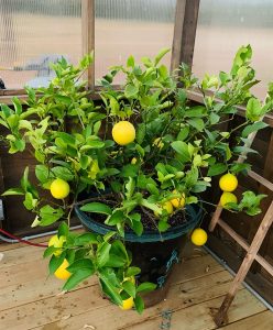 Lemon tree sitting in a pot inside a Yoderbilt Greenhouse.