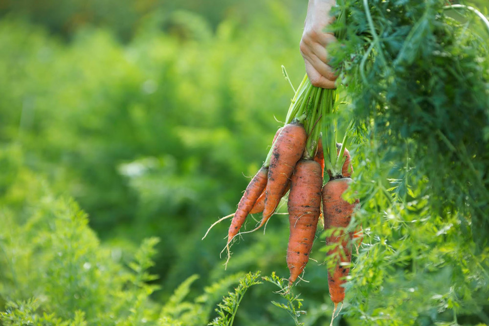 Close up of a hand holding a bundle of carrots in a field.