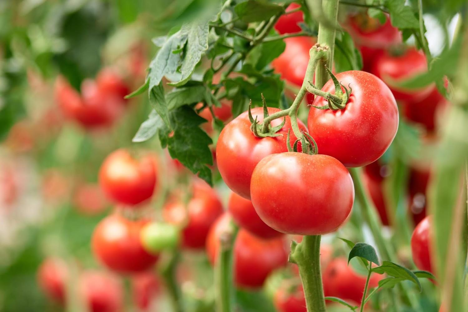 Close up of tomato plants with multiple large red tomatoes.