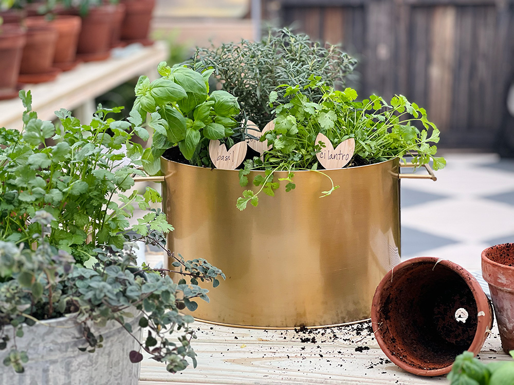 Herbs growing in a gold pot. The labels say basil and cilantro.