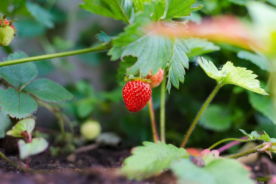 Close up of a strawberry on a strawberry plant.