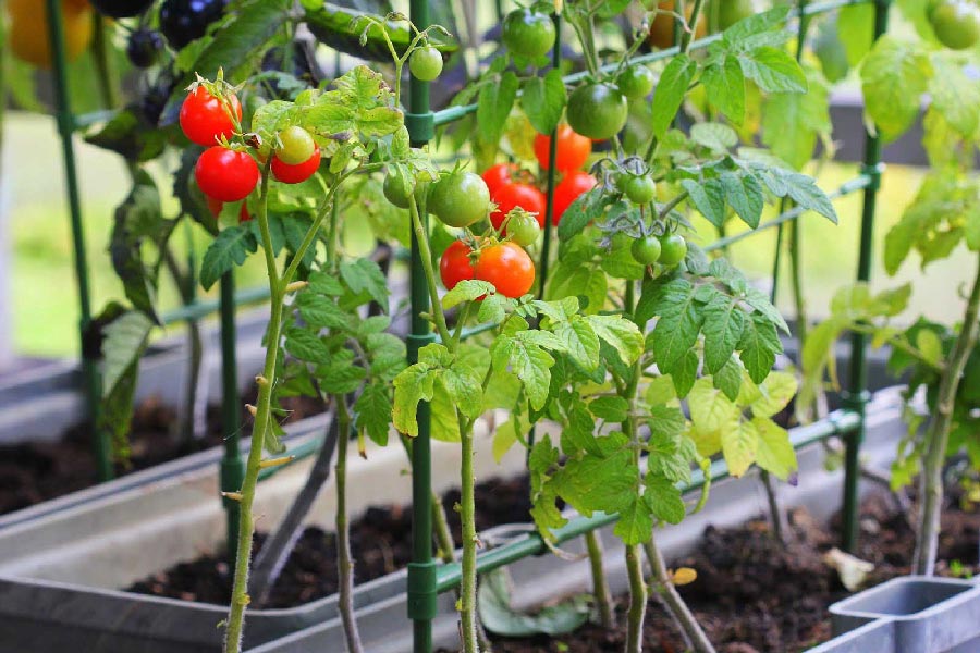 Close up of several tomato plants with various green and red tomatoes.