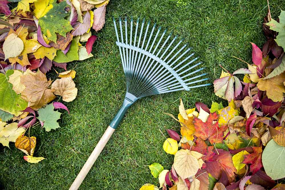 Close up of a rake on green grass with colorful leaves surrounding both sides.