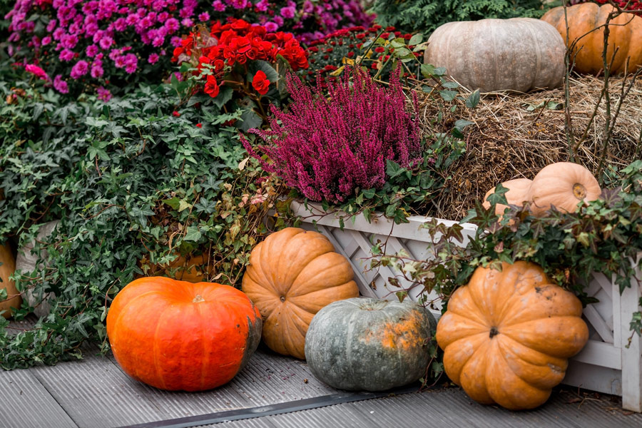 Halloween decor with various pumpkins, autumn vegetables and flowers.