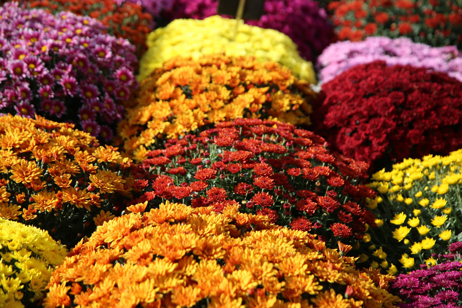 Vibrant, fall colored mums sitting all together.