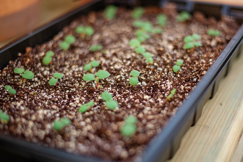 Close up of a nursey plant on a wooden table.