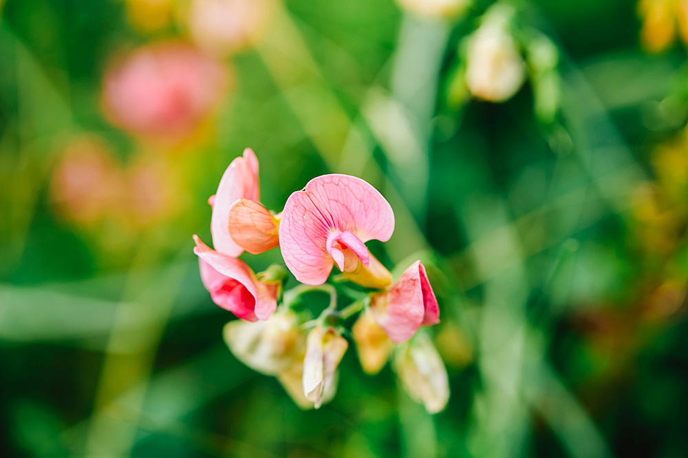 Blooming pink sweet pea flower
