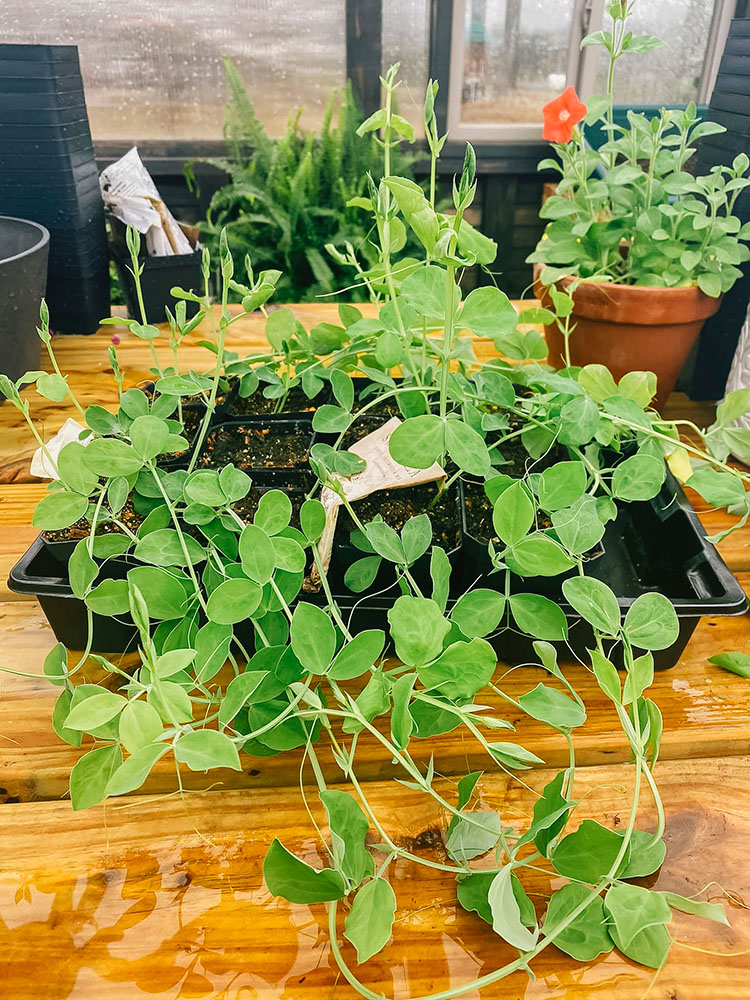 Sweet peas in planting trays on a table inside a Yoderbilt Greenhouse