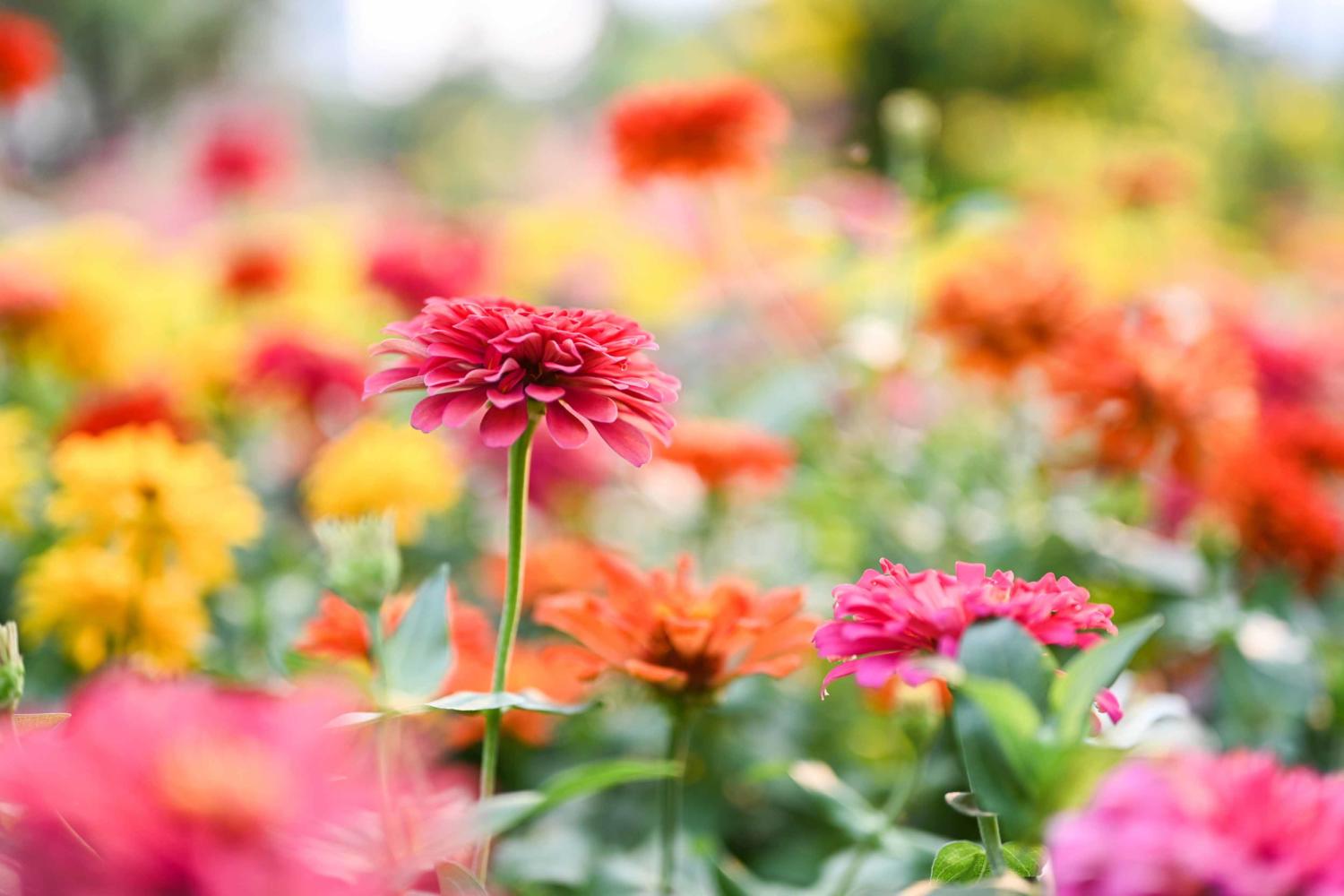 Field of various colored Zinnias.