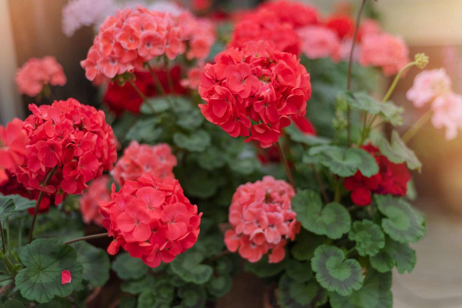 Close-up of a blooming geranium flower