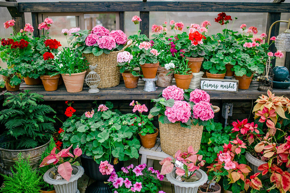 A table inside a Yoderbilt Greenhouse filled with pots of pink and red geranium flowers