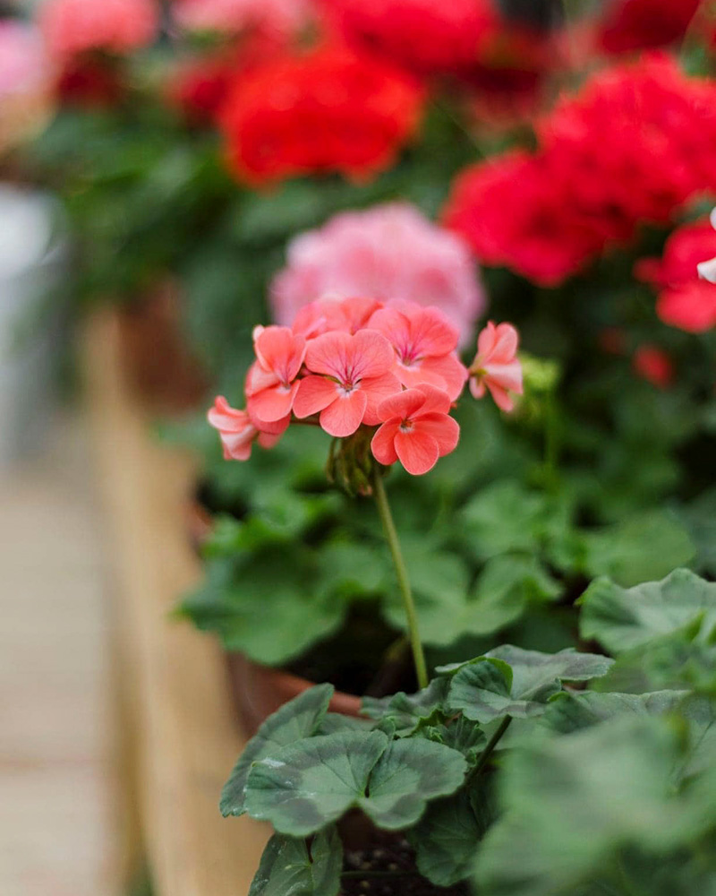 Pink and red geranium plants flowering. They are growing in terra cotta pots on a table.