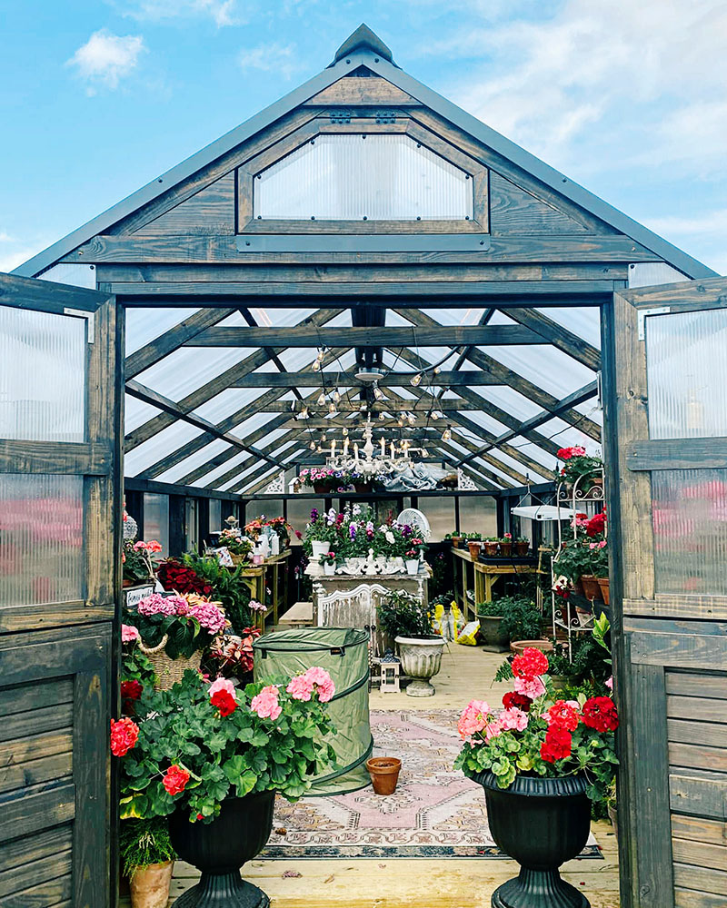 Exterior of a Yoderbilt Greenhouse with the double doors open. Inside, you see a variety of pink and red geranium flowers.