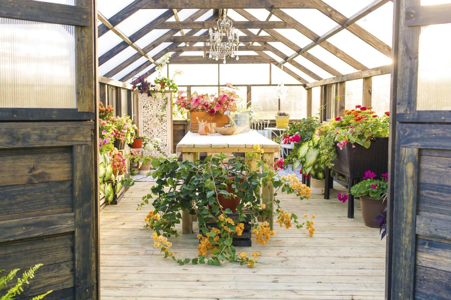 Interior of an 8x8 Yoderbilt Legacy Greenhouse with gray stain. Double doors are open. There are several potted plants spread through out and a wooden table in the center.