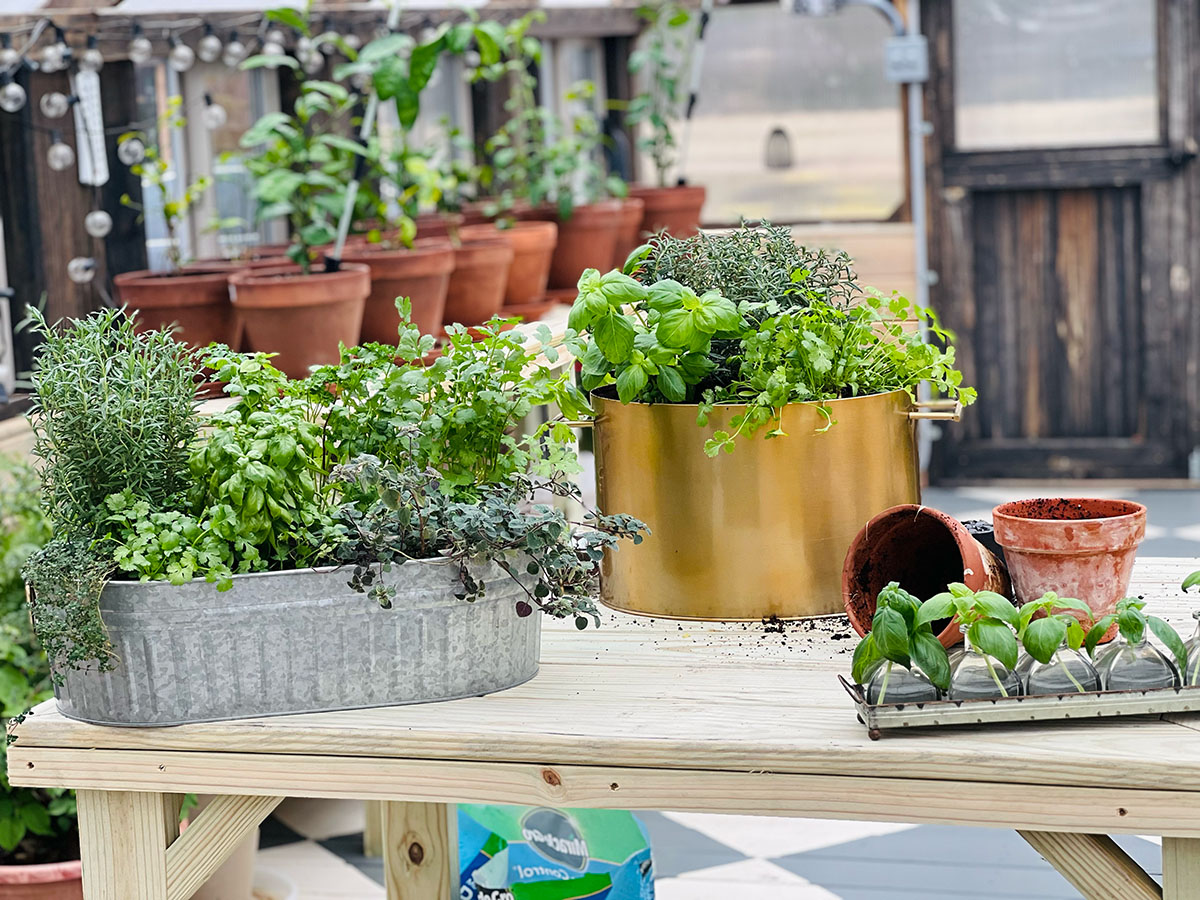 Gardening table inside a Yoderbilt greenhouse. There are several pots on the table with herbs growing.