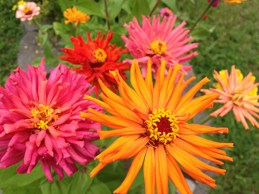 Large flowers pink, orange, and red in color.
