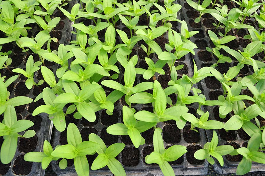 Rows of nursey zinnias planters.