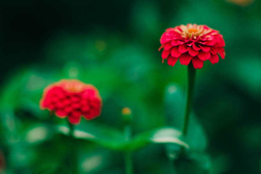 Close up of two red blooming flowers.