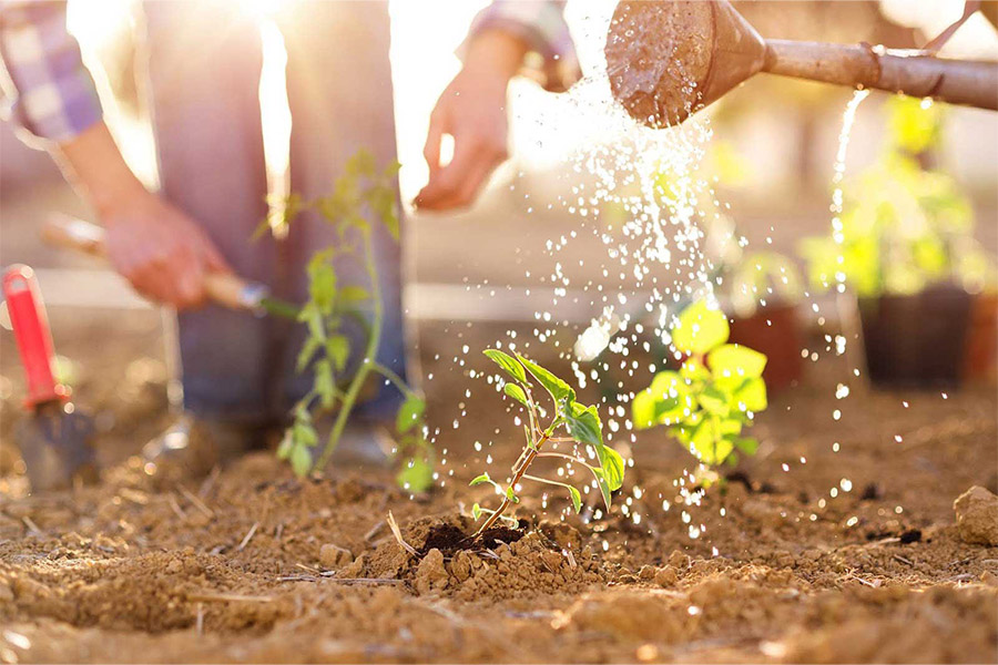 Watering a small plant in a patch of dirt with a man digging around a plant.