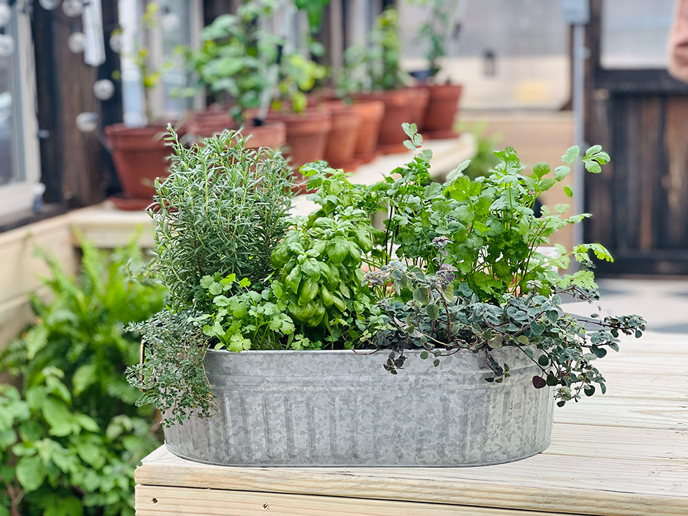 A metal planter filled with green herbs sitting on the table inside a Yoderbilt greenhouse