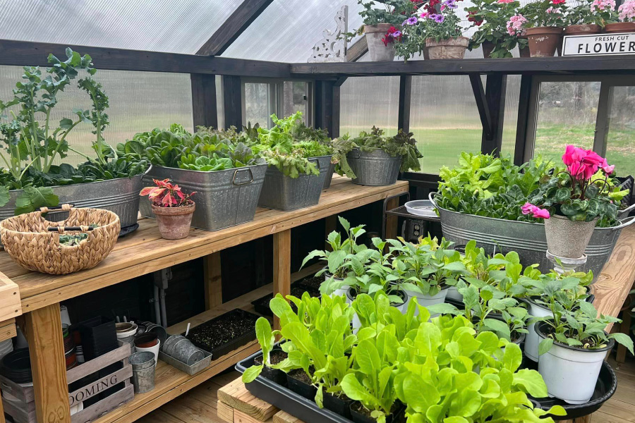 Various plants and flower on wooden benches inside a Yoderbilt greenhouse.