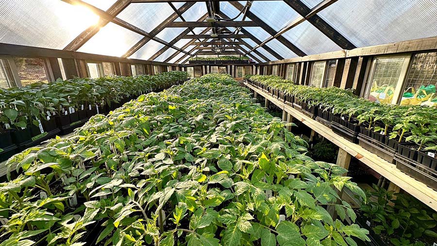 Interior of a Yoderbilt greenhouse filled with green plants.