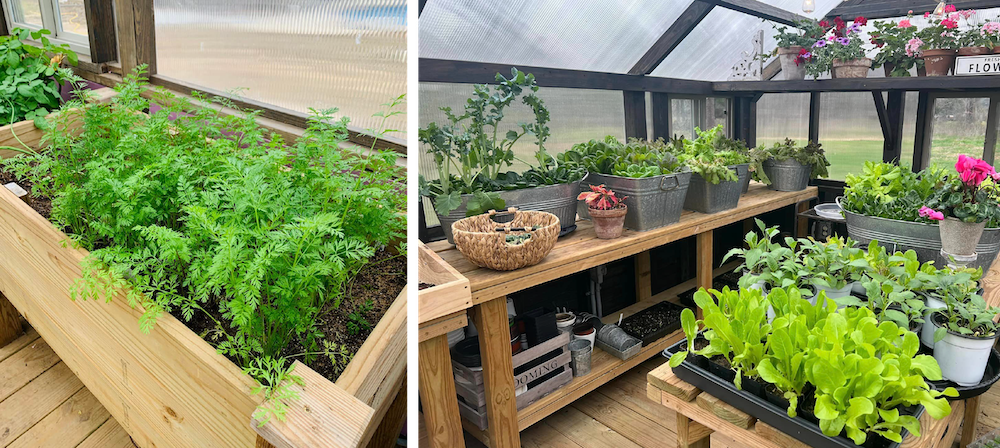 Collage of two images, one with green plants in a wooden box, the other is various plants on wooden benches in a Yoderbilt Greenhouse.