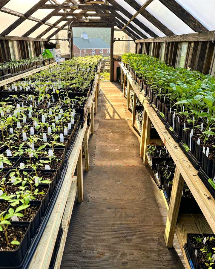 Interior of a Yoderbilt Greenhouse with brown stain. There are a large amount of nursey potted plants lining wooden bench's spanning the Greenhouse.