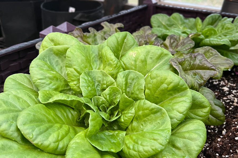 Large lettuce plant in a planter inside a Yoderbilt Greenhouse.