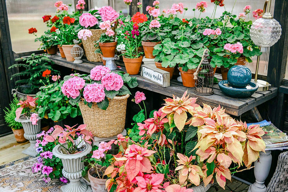 An array of multiple variations of bright potted flowers on the floor of a Yoderbilt Greenhouse.