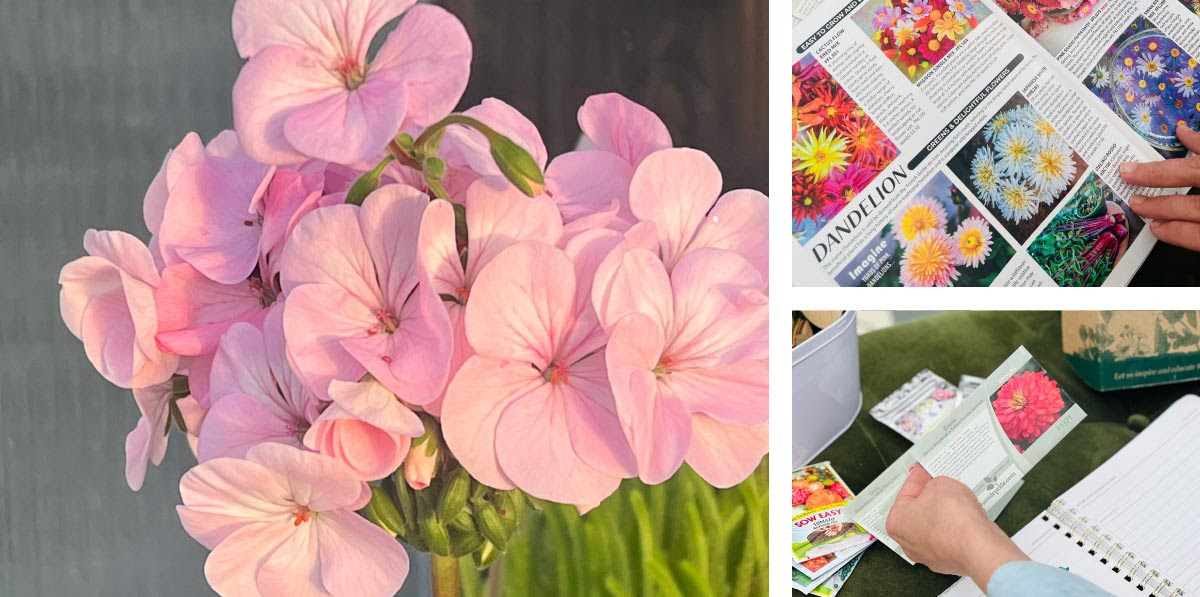 3 image collage of pink flowers, flower catalog, and a handout.