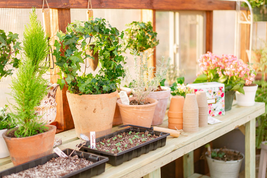 Variety of plants in pots and seeds strays on a Yoderbilt Greenhouse