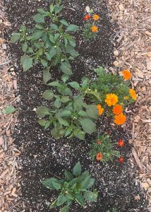 Marigolds transplanted outside in a garden