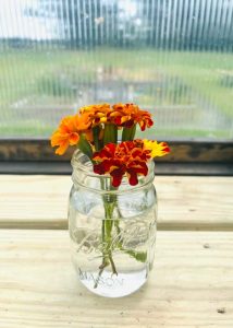 Marigolds flowers inside of a mason jar with water
