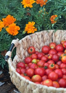 Close up of a basket of tomatoes with orange marigolds in the background