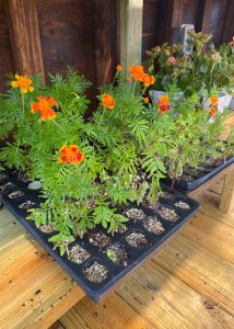 Marigold sprouts inside of a Yoderbilt Greenhouse