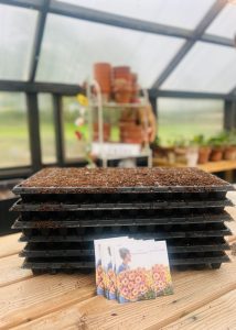 Floret seeds in front of seed trays stacked upon one another