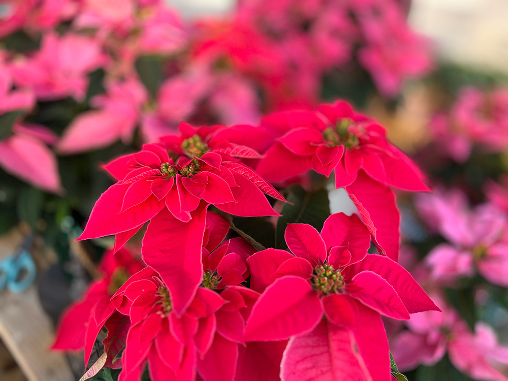 Red and pink poinsettias inside of a Yoderbilt Greenhouse