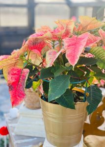 Poinsettias in a gold plastic put on top of a gardening table inside of a Yoderbilt greenhouse