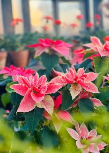 Close up of pink poinsettia buds and blooms