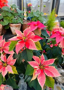 Close up of pink poinsettias closely together inside of a Yoderbilt greenhouse