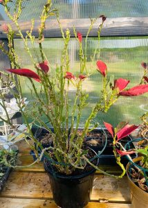 Pruned poinsettias with sparse red blooms