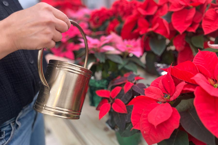 An image of a person holding a small gold watering can watering poinsettias inside of a Yoderbilt greenhouse