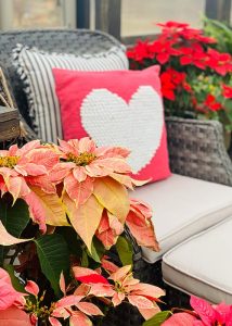 Image of yellow and pink poinsettia with a rattan chair in the background with a pink pillow with a white heart in the middle of it on it